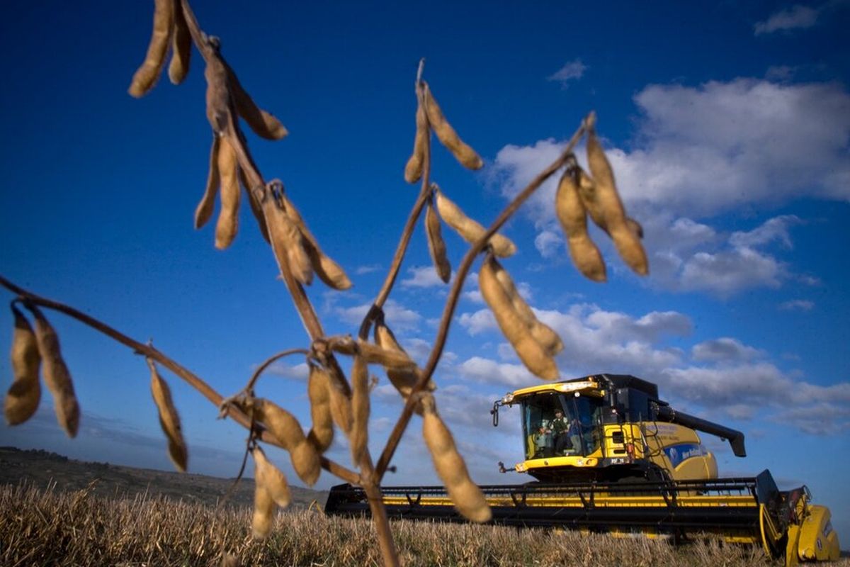 Productores de soja en Argentina en desacuerdo con el nuevo dólar soja 2.