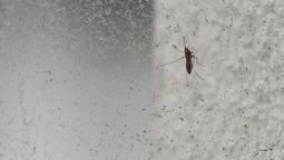 altText(Crecen los casos de dengue autóctonos y hay cinco personas internadas, dos en CTI)}