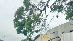 altText(Fuerte turbonada afectó a Peñarol, Sayago y Prado Norte)}