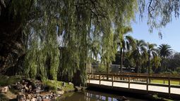 altText(Encontraron en un edificio de Pocitos al mono fugitivo)}