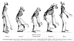 altText(¿Cuál es el origen de la humanidad según la ciencia?)}
