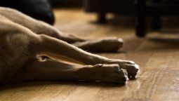 altText(Confirmaron 19 casos de leishmaniasis en perros en Rivera)}