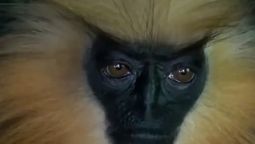 altText(Langur dorado: el primate con 
