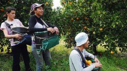 altText(Trabajadores de citrícolas de Salto y Río Negro sin seguro)}