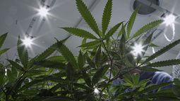 altText(Ley de regulación de cannabis en la mira de Cabildo Abierto)}
