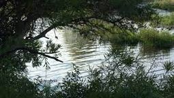 altText(UPM extingue el ecosistema de un afluente del Río Negro)}