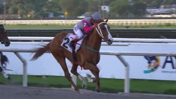 Rey Humor JF: el caballo de carrera que cría Daniela Cabral desde su lujosa prisión puntaesteña