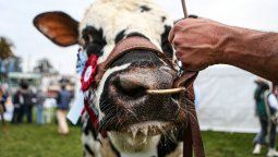 altText(El síndrome de la vaca loca)}