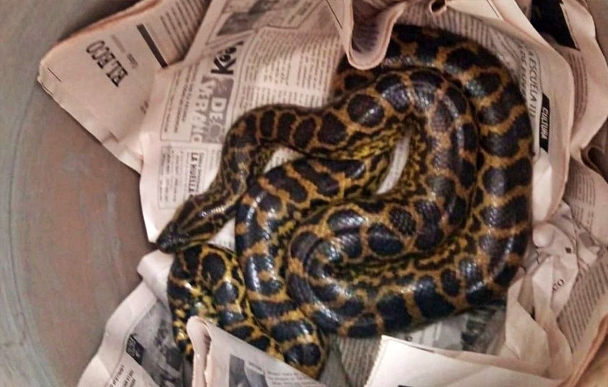 Anaconda capturada en Nueva Palmira