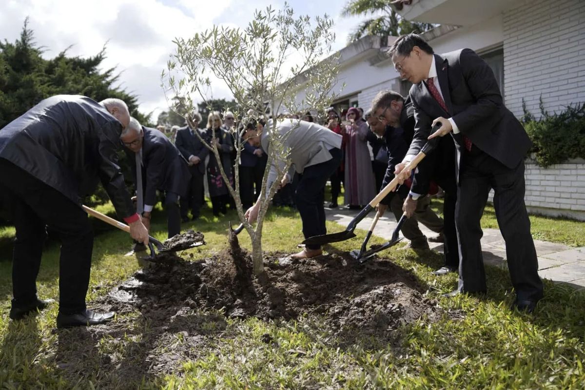 Concurrentes al acto plantan un olivo como s&iacute;mbolo de paz.