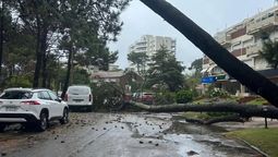 altText(Ciclón: árboles caídos, voladuras de techos y miles de viviendas sin electricidad)}