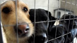 altText(Canelones aplica prácticas no letales para controlar jaurías)}