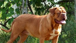 altText(Mujer de 74 años muere tras ser atacada por su perro en Mercedes)}