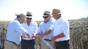 Orsi participó en la inauguración de la cosecha de girasol 2026