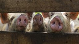 altText(Peste porcina africana: Uruguay refuerza controles en puertos y aeropuertos)}