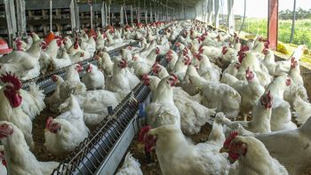 Las recomendaciones del MSP en caso de haber estado en contacto con un animal con gripe aviar