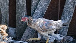 altText(Declararon emergencia sanitaria tras detectar gripe aviar en aves de Colonia)}