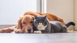 altText(¿Cuántas mascotas conviven en los hogares de Uruguay?)}
