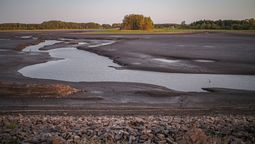 altText(Monocultivos forestales consumen 22M de m3 de agua por día)}