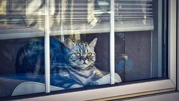 Gato. Foto ilustrativa