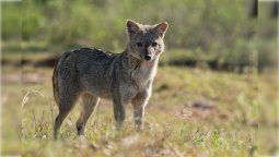 altText(Los animales silvestres no son mascotas, ni enemigos)}