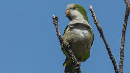 altText(Cuando el remedio es veneno: cotorras, perjuicios al agro y daños colaterales)}