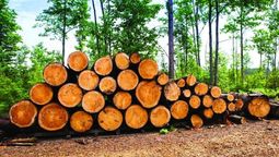 altText(La celulosa fue el principal producto de exportación del país en 2018)}