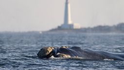 altText(Avistamiento de ballenas en Uruguay, espectáculo increíble)}