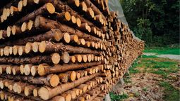 altText(Empresa forestal neozelandeza se instalará en Uruguay con una inversión de US$ 100 millones)}