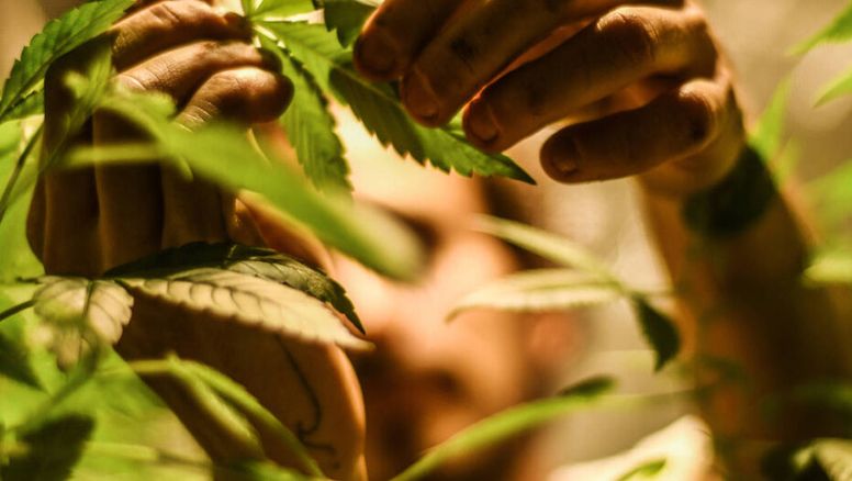 Brasil aprueba el cultivo de marihuana con fines medicinales