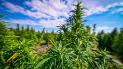 altText(Cannabis en Uruguay: 46% de consumidores está registrado aunque el mercado informal persiste)}