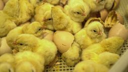 altText(MGAP descartó casos de gripe aviar en Florida)}