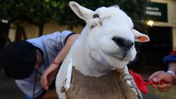 altText(Fondos ganaderos: Ganadores y perdedores)}