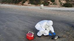 altText(Detectaron casos de gripe aviar en pingüinos)}