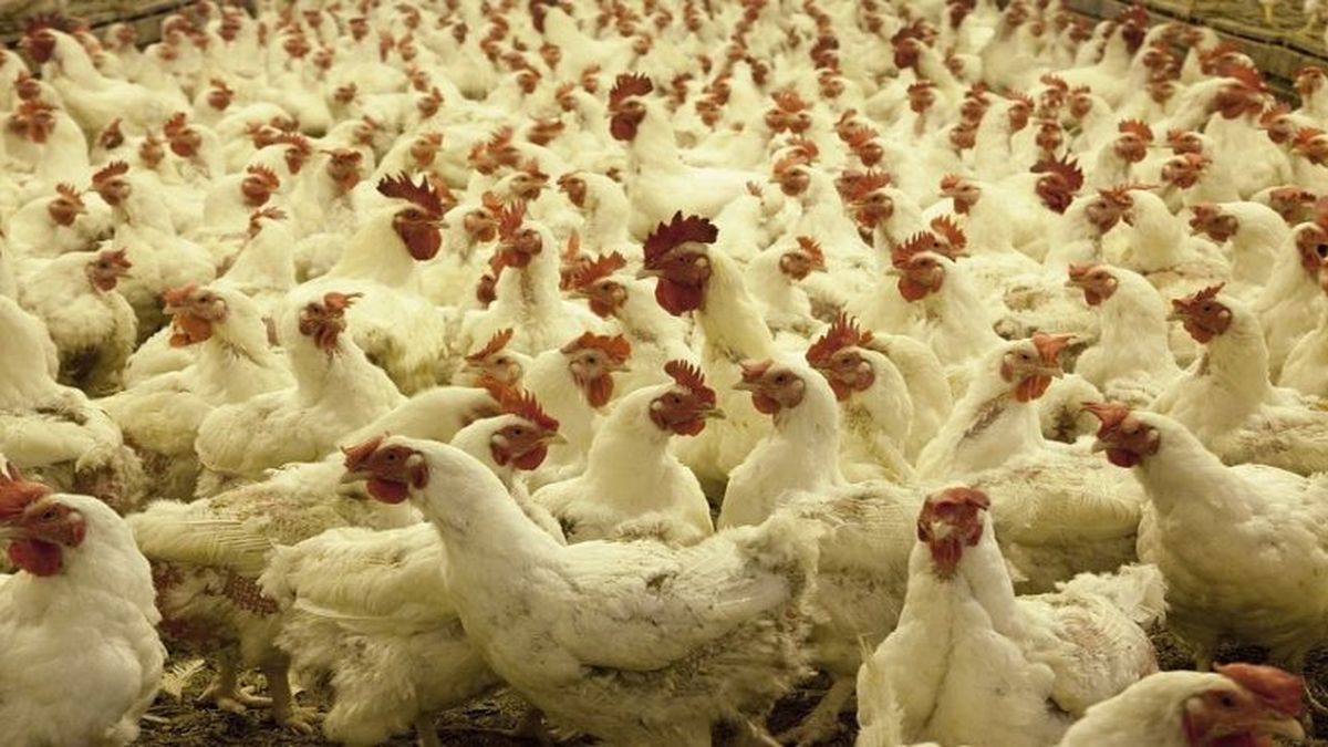 ¿Cómo le va a Uruguay en el mercado internacional de carne avícola?