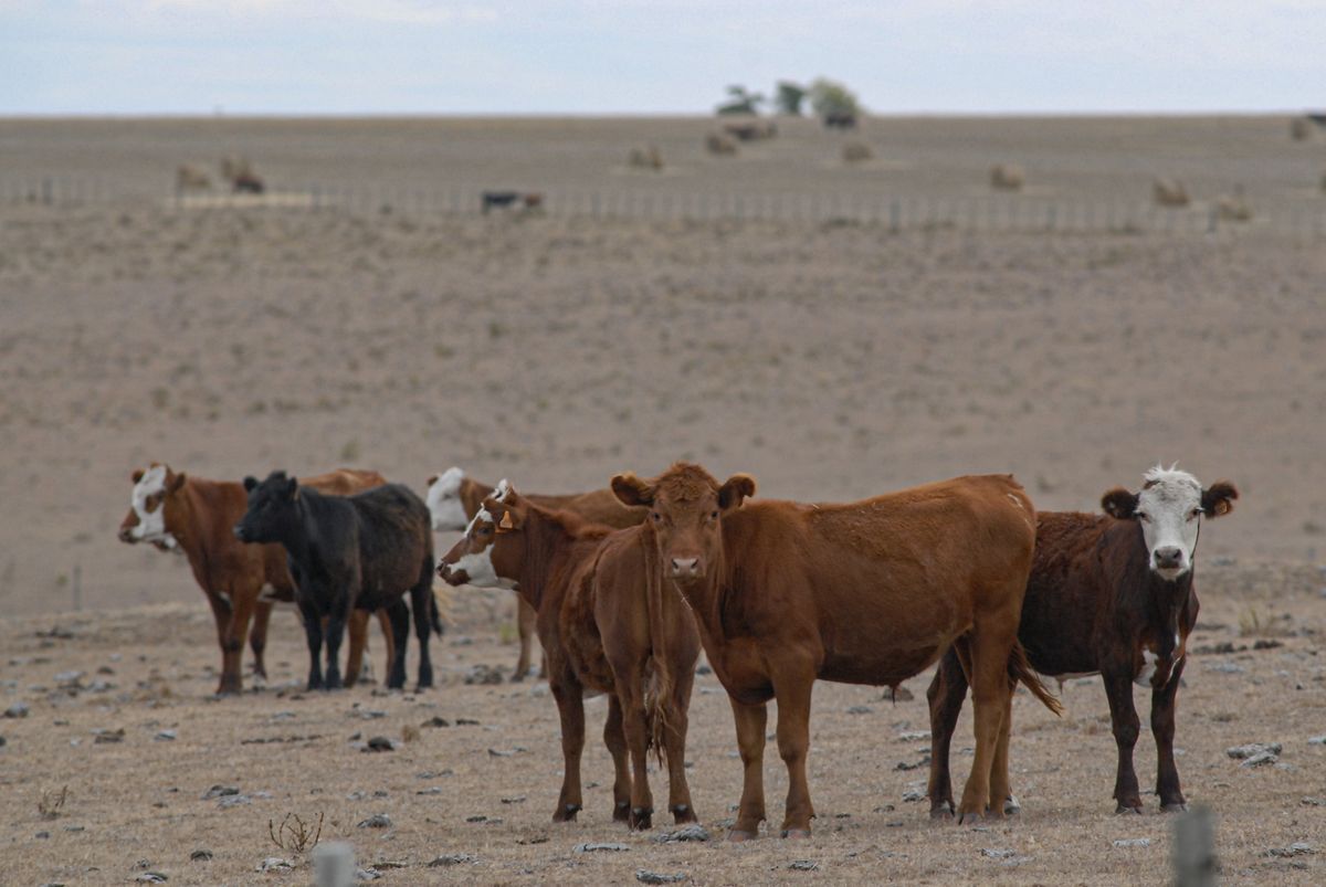 Productores de Tacuarembó afirman que por la sequía el ganado comenzó a morir.