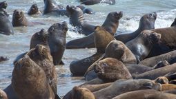 altText(Salud Pública emitió comunicado sobre influenza aviar )}