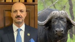 altText(Presidente de la Federación Mexicana de Caza muere embestido por un búfalo )}