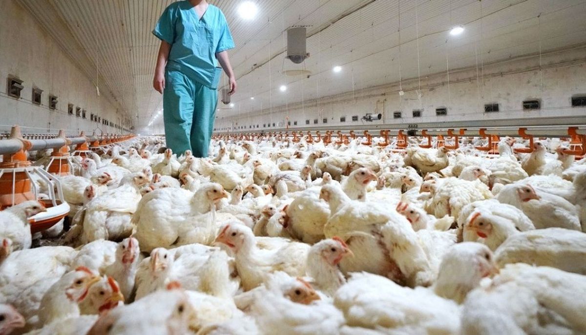 En Chile detectaron un caso humano de gripe aviar