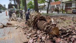 altText(Intendencia de Montevideo inició tala y retiro de palmeras afectadas por el picudo rojo)}