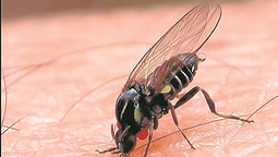 altText(Recomendaciones del Ministerio de Salud Pública por la aparición de moscas negras o jejenes)}