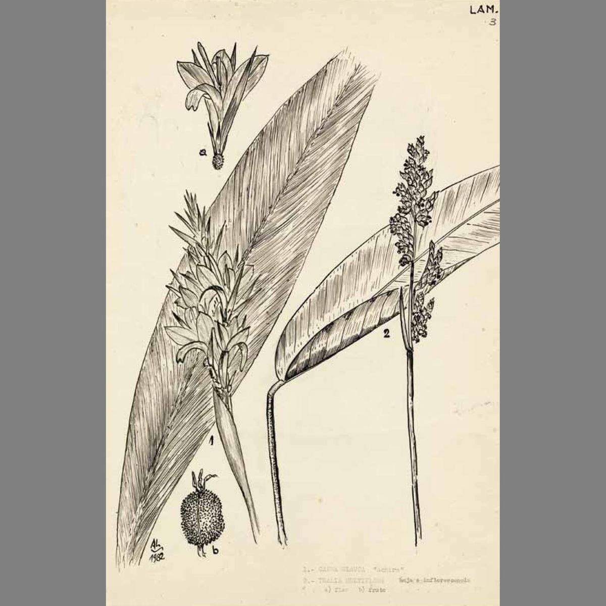 Ilustración de Atilio Lombardo. 