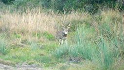 altText(Juntan firmas para inhabilitar caza nocturna)}