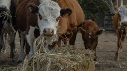 altText(Gobierno decretó la emergencia agropecuaria ante aumento de déficit hídrico)}