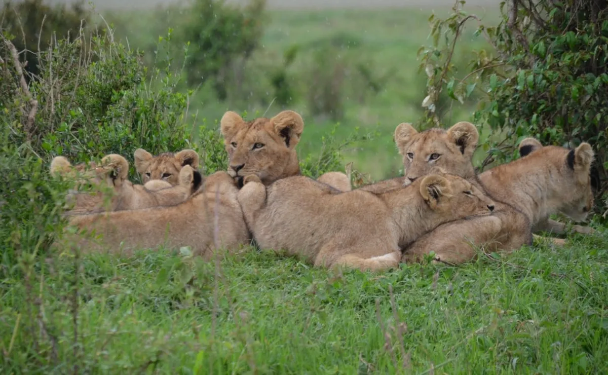 Test de personalidad, leones: ¿cuál es tu nivel de madurez?