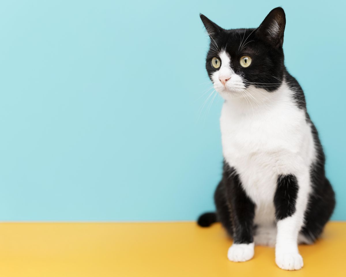 Animales curiosos los gatos.