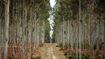 Proyecto de CA sobre suelos de prioridad forestal podría votarse el miércoles 15 en Senado