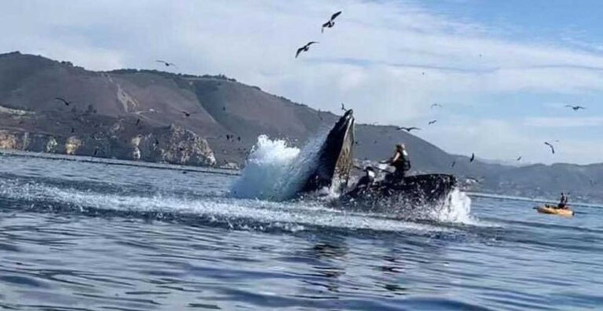 El momento en el que una ballena jorobada atrapa en su boca a dos mujeres fue captado para varias personas presentes.