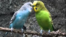 altText(Exigen que animales incautados por el MGAP no sean asesinados)}