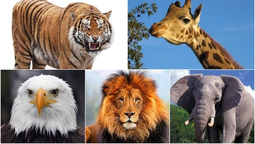 altText(Test de personalidad: recibe un consejo de vida)}